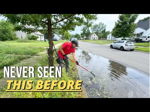 This Flooded, Overgrown Yard Was ALIVE — and HIDING Something Wild