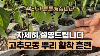 고추 모종 뿌리 활착 훈련 자세히 설명드립니다 #에너지농법 #뿌리발근제 #고추모종심기 #주말농장 #텃밭고추재…