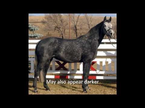 download lagu mp3 mp4 All Horse Colors, download lagu All Horse Colors gratis, unduh video klip All Horse Colors