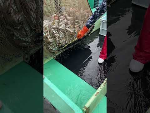 今日も秋田の底引きは大漁です！！