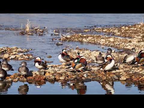 원앙새가 머문 곳, 2026년의 청도천