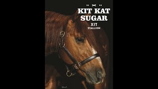 KIT KAT SUGAR - XIT RANCH STALLION - 2012 NCHA HORSE OF THE YEAR - $8 million sire!