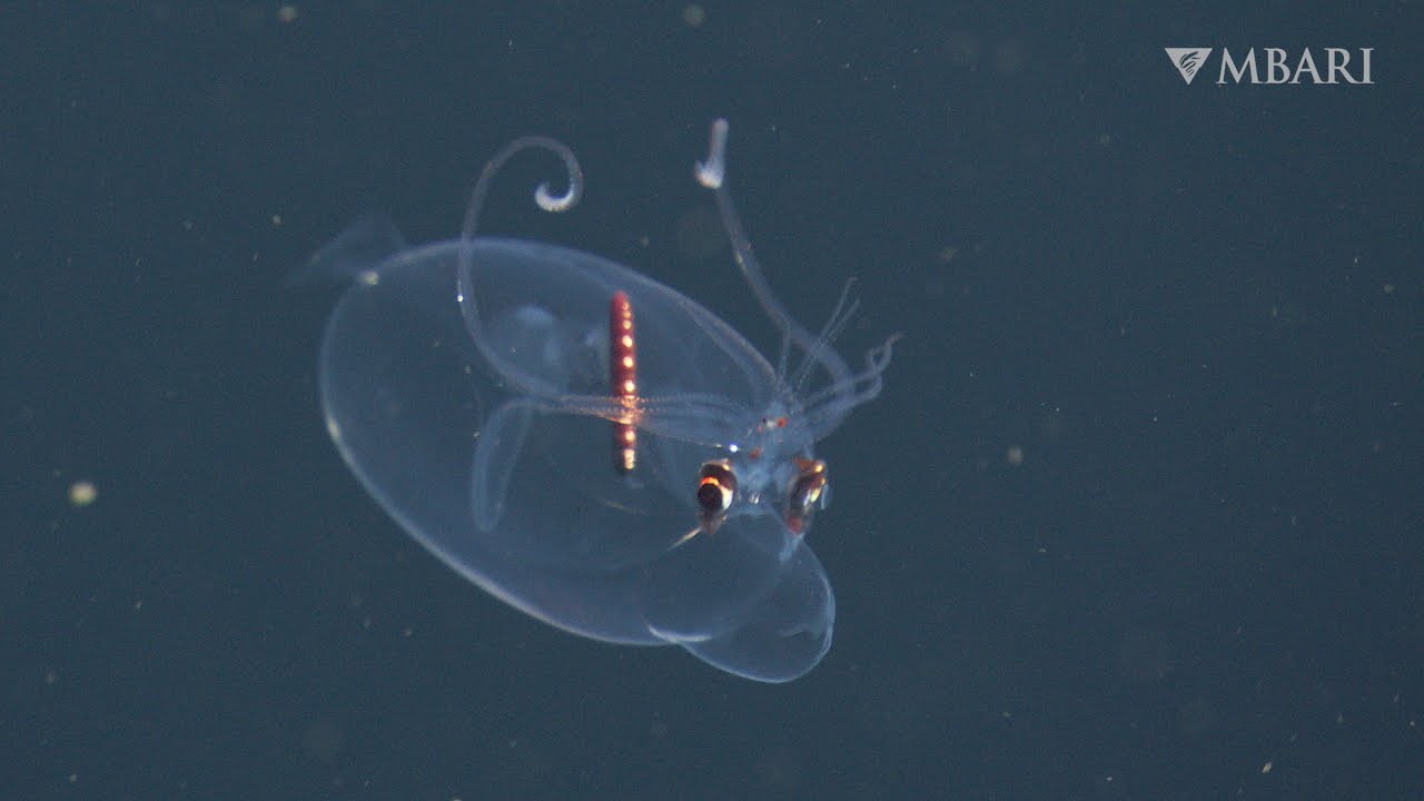 MBARI's spectacular deep-sea sightings from 2025 — in stunning 4K