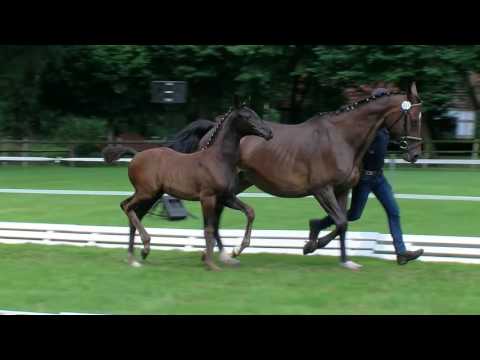 Rastede, Fürstenball-Rouletto-Barsoi