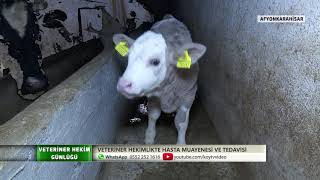 VETERİNER HEKİMLİKTE HASTA MUAYENESİ VE TEDAVİSİ - 4.BÖLÜM