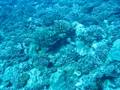 Shark Bait-- Lemon Shark