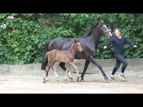 HF von Fürstenball Del Piero