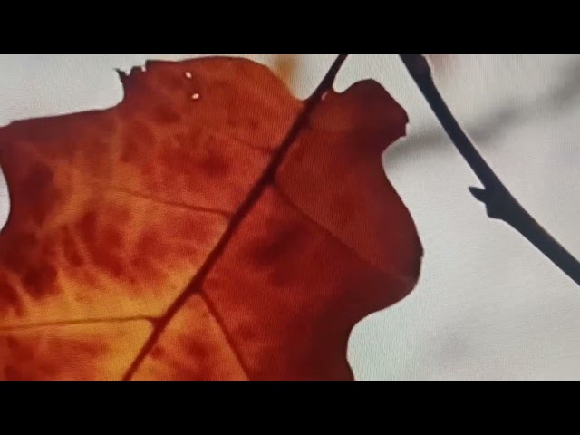 Vídeo relacionado con Cómo enterrar al padre en un poema (Marginales)