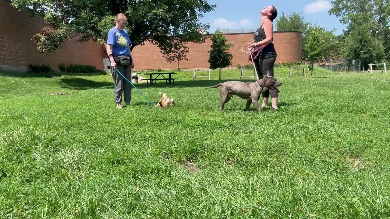 A314246's Leash Test