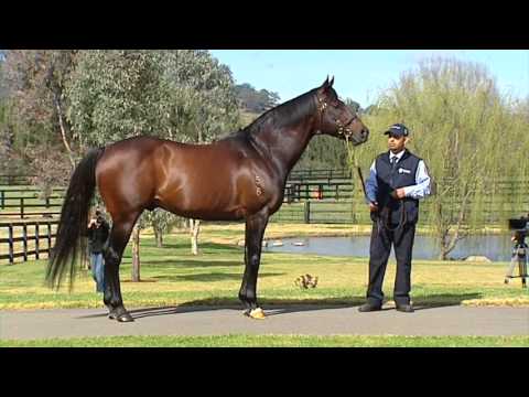 Testa Rossa at Vinery Stud's 2013 Stallion Parade Day