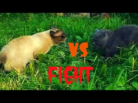 Siamese Cat vs British Cat