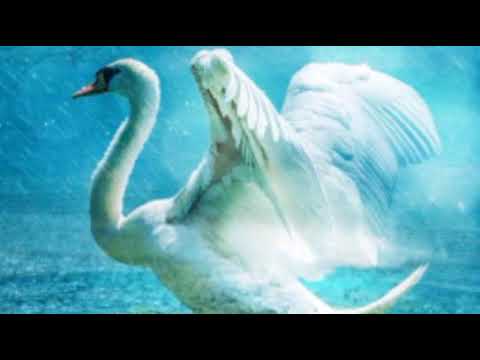 Ptico moja, beli labude