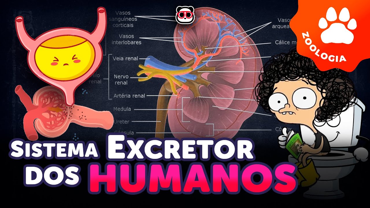O Sistema Excretor Humano