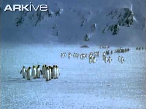 King penguin video Aptenodytes patagonicus