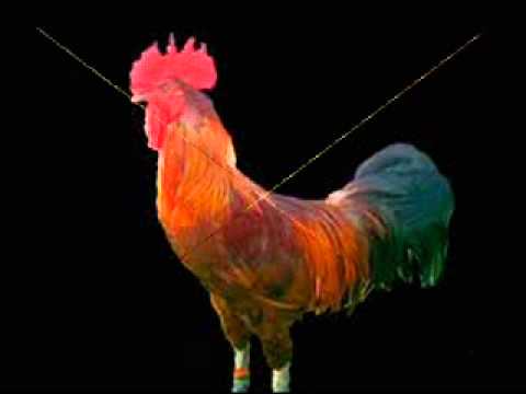 DJ bareng ucok  kokok ayam