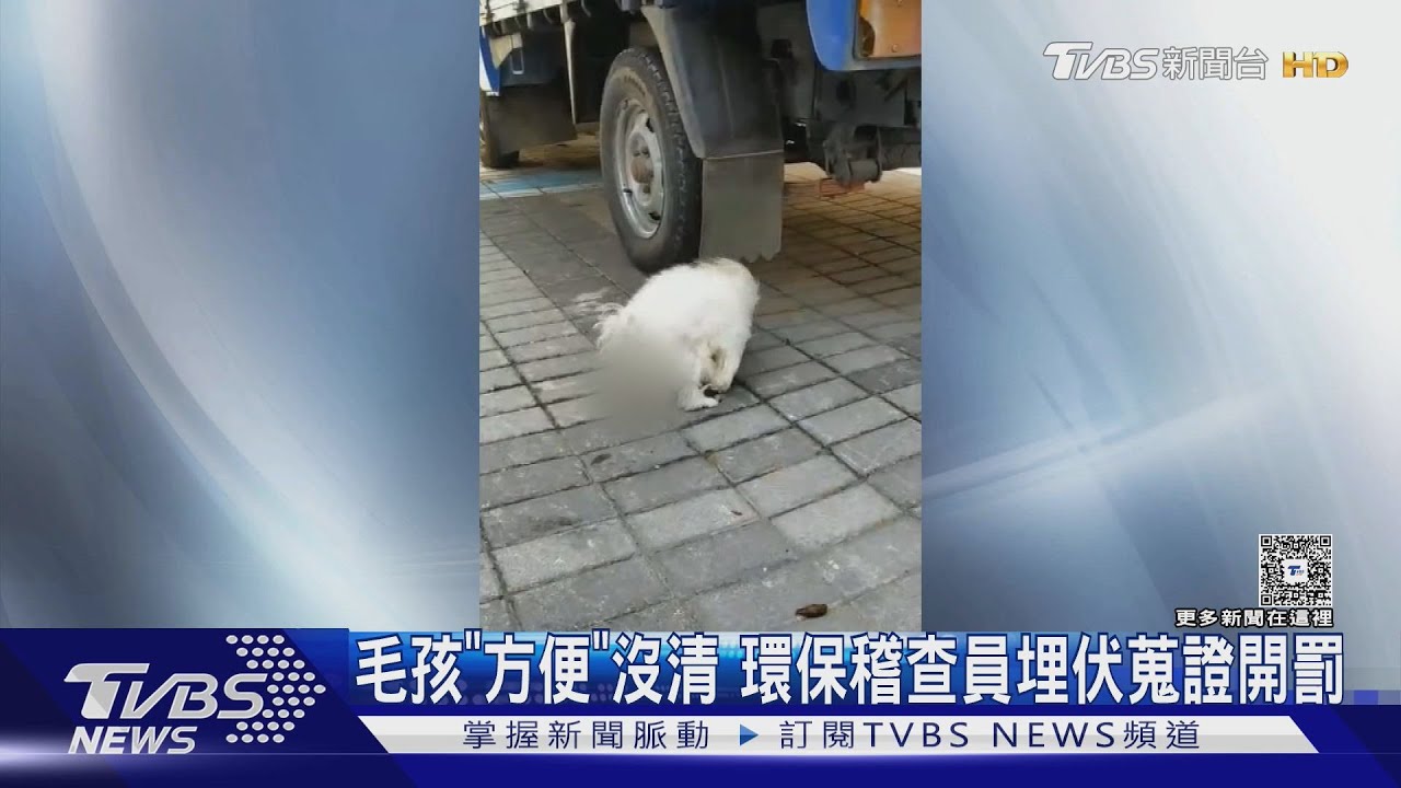 遛狗不清罰3千!環保局埋伏蒐證 檢舉獎金「實際罰鍰7成」