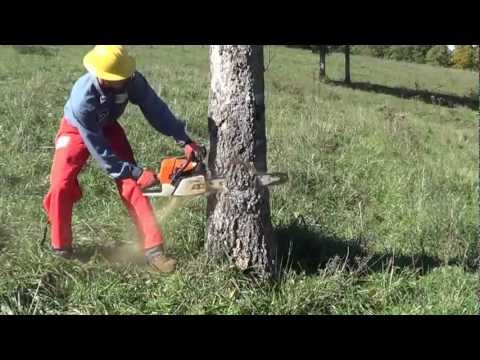 A safer way to fall a tree.