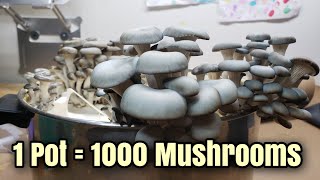 SIMPLE One-Pot Mushroom Growing Technique 🍄 🍄 🍄