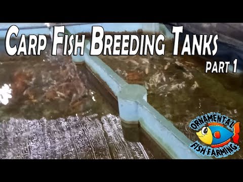 , title : 'Carp Fish Breeding Tanks Part 1'