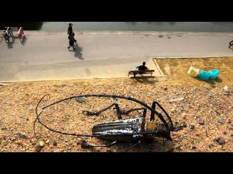 TRAILER "TERRA COLEOPTERA"