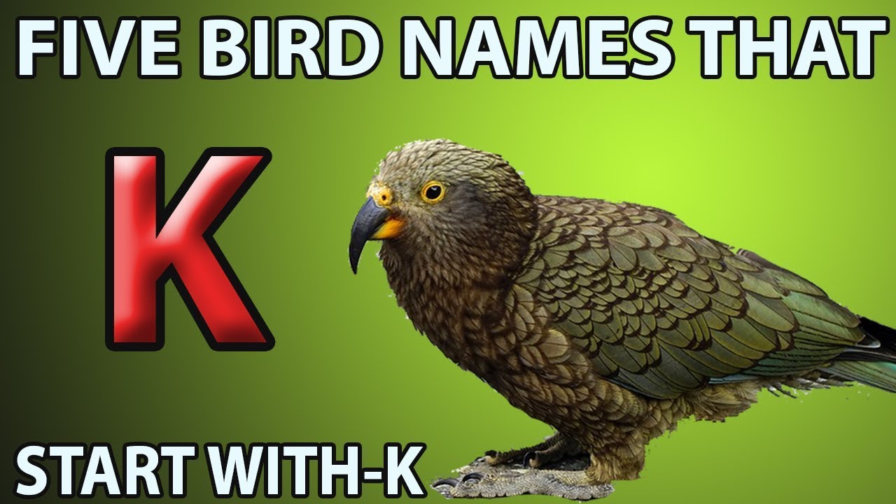 What is a bird that starts with the letter K?