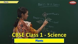 Plants  Class 1 CBSE Science  Science Syllabus Liv