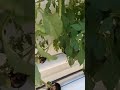 Topraksız Akan Su Kültüründe Biberler Tazecik çıtır çıtır