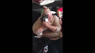 Grandma cries tears of joy when surprised with puppy