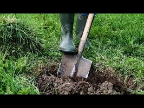 Diga Diga Do, ale každé slovo je Google obrázek