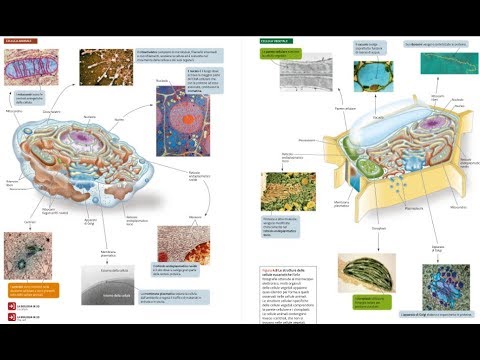 Cuffia dei rotatori della spalla rafforzamento articolazione Articolazioni del ginocchio valgo È