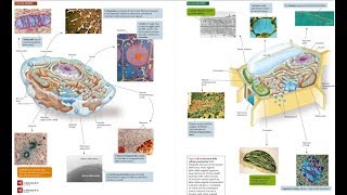 4.Cellula Procariote ed Eucariote: lezione di SINTESI degli organuli + Teoria Endosimbiontica.