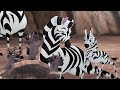Lion Guard Muhimu S Boy Hyena Attack The Mbali Fields Migration HD Clip