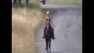 preview picture of video 'Romeo black big husband safe geld canters gaits NO hands walker 4sale'