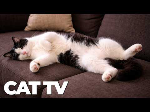 Cat TV Birds Wildlife and Nature Videos for Cats