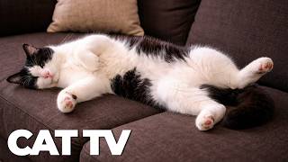 Cat TV 🐱 Birds, Wildlife & Nature Videos for Cats 🎶 Cat Entertainment & Enrichment