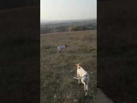 Bıldırıcın Av Videoları 3 Bıldırıcın Av Videoları 3