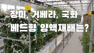 화훼농장은 처음봄.. 장미, 거베라, 국화 베드형 양액재배 구경가볼까요? 장미 아칭재배법은?