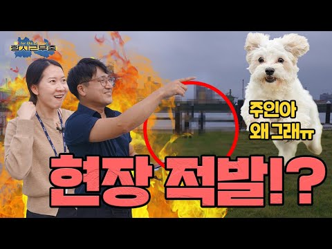 ▶공무원 VLOG/항시근무중◀ 좌충우돌 &#39;포항시 반려동물팀&#39; 도대체 무슨일이?!