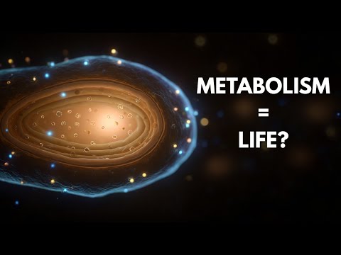 How Animal Metabolism Shapes Lifespan, Size, and Survival