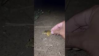 Download lagu Boing catch frogs funny | froggy catch funny wep wep | funny froggy mp3