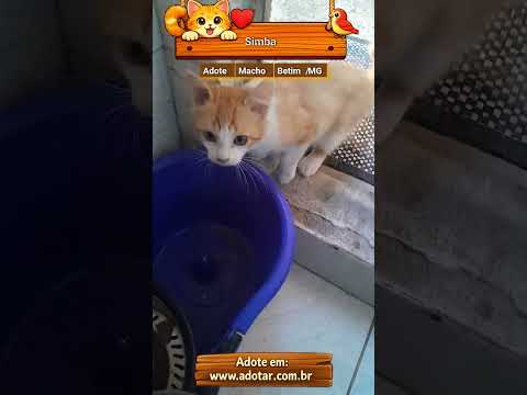 Vídeo de Simba