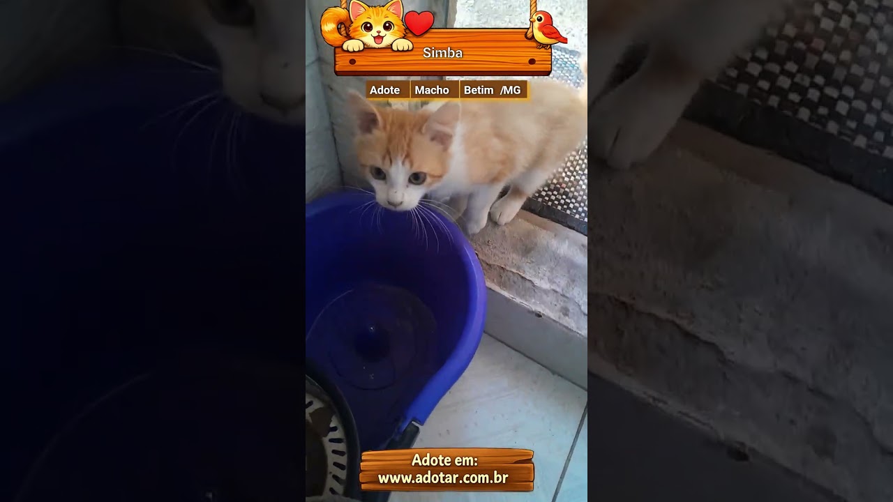 Gato raça SRD-ViraLata idade 2 a 6 meses nome Simba