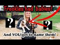 Freckles Has Babies