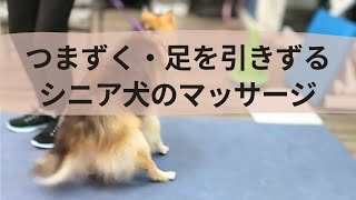 老 犬 足 に 力 が 入ら ない Watch Hd Mp4 Videos Download Free