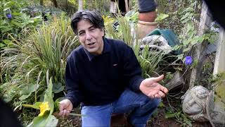 Dr Alberto Peribanez Gonzalez - Suco Verde - PANCs