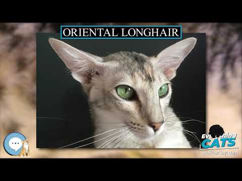 Oriental Longhair 🐱🦁🐯 EVERYTHING CATS 🐯🦁🐱
