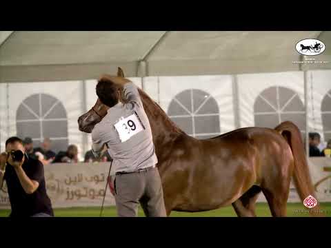 N 89 ROYAL FESTIVA AS   Manda Arabian Horse Show   Fillies 2 Years Old section C Class 10