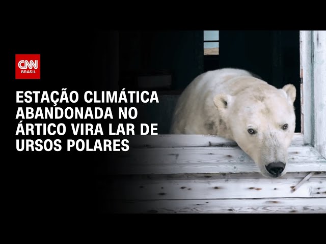 Estação climática abandonada no Ártico vira lar de ursos polares  | CNN Brasil