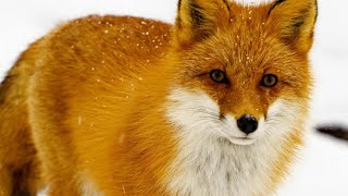 Foxes Are Smarter Than You Think 🦊 #AmazingAnimals #WildlifeFacts
