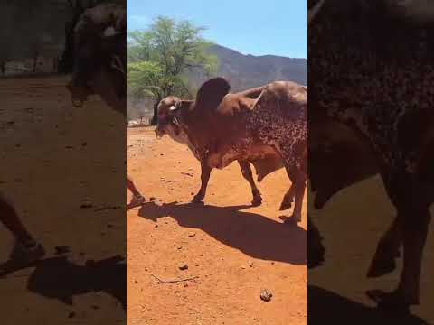 Touro Gir Leiteiro: 17.000 reais em Pau dos Ferros/ RN. Alta Genética. Whatsapp 84 99810 2784 #gado